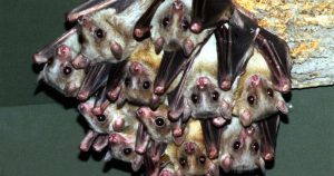 Los vampiros, si no consiguen lo suficiente para comer, en poco tiempo pueden morir de hambre. Son sus parientes cercanos y amigos los que usualmente les ayudan a sobrevivir compartiendo sangre. Foto: EFE/Archivo. 