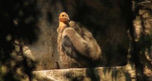 En el Zoológico de Chapultepec se registro el nacimiento de un Cóndor de California. Foto: Facebook 
@zoologicoscdmx