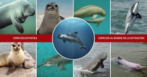La pesca incidental mata 700 mil animales marinos al año en el mundo