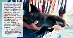 Se acabó la veda. La Semarnat no tiene plan b, y la vaquita nada desprotegida hacia la extinción
