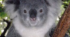 Solamente en la Costa del Koala, al sur de Brisbane, la población se redujo en más del 80 por ciento entre 1996 a 2014. Foto: Especial. 