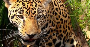 Los yaguaretés son animales solitarios que tienen entre dos y tres crías. Foto: Especial. 