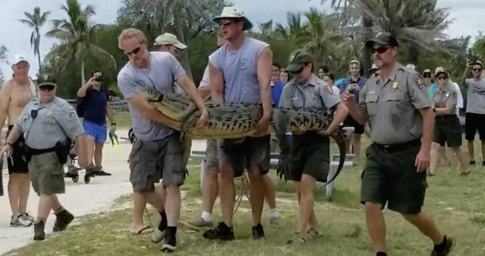 "El cocodrilo más solitario del mundo" es trasladado a Florida tras vivir 14 años en el parque Dry Tortugas