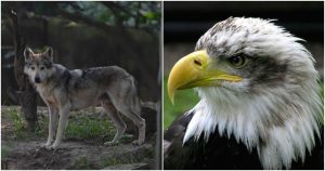 El muro tendrá un impacto directo e indirecto en el medioambiente, al destruir el hábitat natural, bloquear el movimiento de especies salvajes y evitar su reproducción. Fotos: Cuartoscuro/Especial