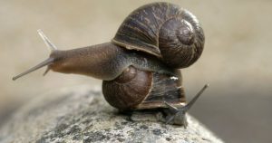 Al ser zurdo, es la versión del espejo de un caracol normal. La espiral de su caparazón gira en sentido contrario a las agujas del reloj, al revés que el resto. Al estar sus órganos genitales en el lado opuesto, no puede aparearse con los caracoles normales. Foto: Especial. 