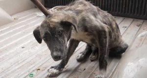 Las autoridades sanitarias se llevaron a 99 perros . Foto: Pulso