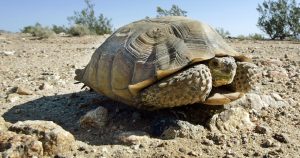 En esta imagen del 3 de septiembre de 2008, una tortuga del desierto, especie amenazada, a un costado de la carretera de una locación propuesta para el complejo de generación de energía solar BrightSource Energy en el este del Desierto de Mojave, cerca de Ivanpah, California. Foto: AP. 