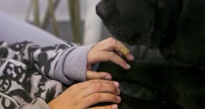 Un niño con autismo de 9 años, posa sus manos en las patas de "Zucca", un perro de terapia que lo acompaña. Foto: AP/Esteban Felix