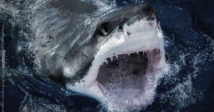 Tiburón blanco en Isla Guadalupe. Foto: Conacyt. 