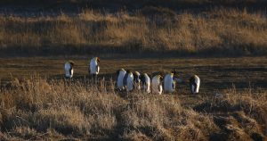 Un grupo de Pingüinos Rey que habita en Bahía Inútil, Tierra del Fuego en el sur de Chile. Foto: EFE/José Miguel Caviedes