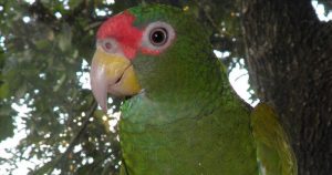 Un loro que tiene un inusual plumaje azul en el interior de sus alas ha sido identificado en México como una nueva especie.  Foto: EFE/Tony Silva/Universidad de Florida /Universidad de  Wroclaw