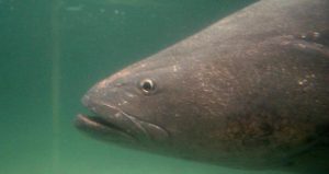 Totoaba. Foto: Efe/Archivo