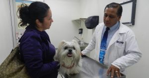 Como Amelí, el HVPE recibe de manera diaria un promedio de 30 mascotas para consulta. Foto: Agencia Conacyt 