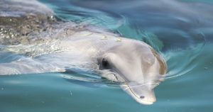 Los ejemplares fueron trasladados desde el Parque Acuático Splash en León, en el central estado de Guanajuato, y del Centro Internacional de Mamíferos Marinos de Guadalajara, capital de Jalisco. 
Foto: Cuartoscuro. 
