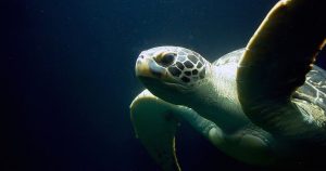 La captura de forma no intencionada supone la principal amenaza para la tortuga. Foto: Especial. 