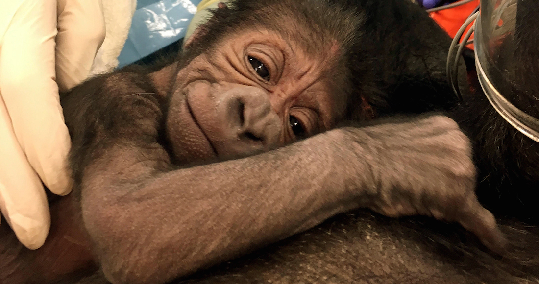 En esta foto provista por el Zoológico de Filadelfia se ve un gorila occidental de llanura abrazando a su madre Kira. El bebé nació el 2 de junio de 2017 con ayuda de técnicas usadas para el nacimiento de humanos, después de que Kira tuvo problemas con el parto. Foto: AP. 