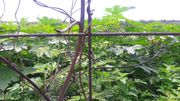 Las 57 hectáreas de manglar que estuvieron a punto de convertirse en un enorme complejo turístico, viven nuevamente, después de que la madrugada del 4 de enero de 2016, un grupo de trabajadores con maquinaria pesada, escoltados por policías, ingresaran al Malecón Tajamar para devastarlo y preparar la construcción de desarrollos inmobiliarios, promovidos por Fonatur. Fotos: Ivette Lira, SinEmbargoMx.