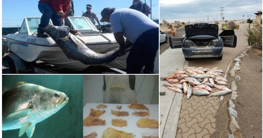 El equipo de la Unidad de Biotecnología en Piscicultura de la UABC, encabezado por True, produce en cautividad alrededor de 50 mil y 80 mil crías al año, pero la meta es mucho más ambiciosa: llegar a un millón de crías de esta especie, endémica del Alto Golfo de California. Foto: Especial. 