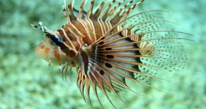 Pez león es el nombre común de dos especies de escopérnidos Pterois volitans y Pterois miles. Foto: Especial. 