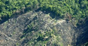En la imagen, una selva afectada por la deforestación. Foto: EFE/Archivo. 