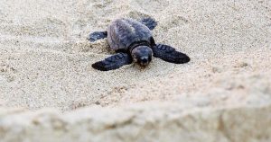 En la imagen, un tortuga boba, especie clasificada "en peligro" por la Unión Internacional para la Conservación de la Naturaleza (IUCN, en inglés), mide entre 2,4 y 3,5 pies (74-107,5 centímetros) y puede pesar entre 70,2-186,8 kilogramos. Foto: EFE. 
