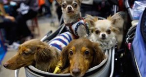 Las mascotas también pueden sufrir enfermedades como diabetes y afecciones cardiacas. Foto: EFE/Franck Robichon
