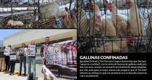 ONGs internacionales exigen a la cadena Soriana frenar venta de huevos de gallinas torturadas