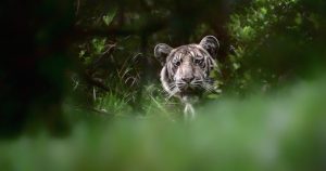 De acuerdo con  Wildlife Protection Society of India  este es el ejemplar de Tigre más pálido que se ha visto hasta hoy. Foto: Nilanjan Ray