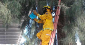 Bombero bajando el panal de abejas de un árbol. Foto: elPulso 