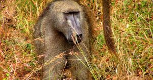 "Es importante mencionar que no todo lazo entre macho y hembra es violento en los babuinos, por lo que la violencia no es sistemática en ese contexto". Foto: Especial. 