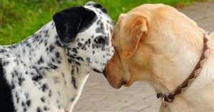 Durante décadas la ciencia ha tratado de explicar por qué los perros son tan amistosos con los humanos. Foto: EFE