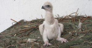 El Águila se reproduce en zonas montañosas. Foto: Conacyt. 