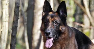 Estudios indican que los ancestros de todos los perros actuales se separaron en dos poblaciones, una asiática y otras que evolucionaría en los actuales canes europeos, del sur y centro de Asia y africanos. Foto: Cuartoscuro.