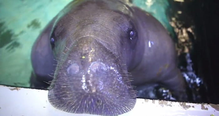 Snooty vive en el acuario de Brandenton desde 1949. Foto: YouTube Visit Florida