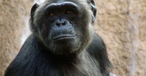 El estudio ayuda a comprender las diferencias de fuerza entre primates y humanos. Foto: EFE