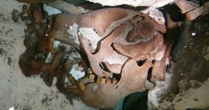El cráneo y la mandíbula, así como nueve vértebras, tres huesos largos, tres costillas y siete garras, fueron sacados en 2014, el resto del esqueleto sigue aún en el cenote. Foto: EFE. 