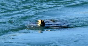 Expertos en vida marina estudian las razones del desplazamiento y su adaptación al torrente urbano. Foto:Iván Mejía, EFE