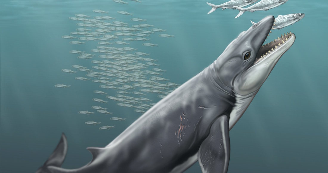 Reproducción artística de una ballena primitiva llamada "Janjucetus". Foto: EFE/Museums Victoria