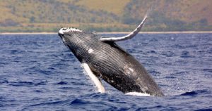 Las ballenas están "tratando de encontrar una 'banda de radio' con menos interferencias" para comunicarse. Foto: EFE