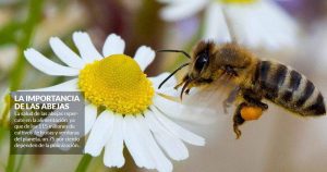 Hey, Cofepris, las abejas se están acabando y son los insecticidas; ciérreles la llave: académicos