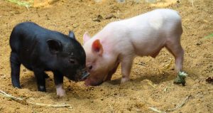 Más de 2 mil 600 puerquitos murieron en el incendio ocurrido en Alemania. Foto: Especial. 
