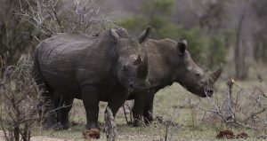 La ambiguedad de las leyes sudáfricanas permiten subastas de cuernos de rinocerontes procedentes de criaderos, a pesar de ser un animal en peligro de extinción. Foto: AP/Denis Farrell.