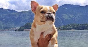 Clhoe promociona varias marcas. Foto: Instagram/@Chloetheminifrenchie.