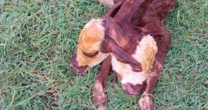 El becerro perdió la vida a los pocos minutos. Foto: Pulso