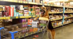 Cash, un pastor de seis años, tuvo una segunda oportunidad de vida y agradece ayudando con las compras del super. Foto: Youtube. 