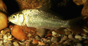 Foto: wikimedia commons/Ilustrativa