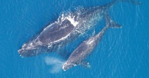 Autoridades investigan la muerte de varias ballenas de la especie  Eubalaena glacialis que están en peligro de extinción.  Foto: Especial.