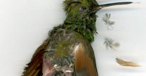 Fotografía de José Antonio Martínez. Foto: RAM