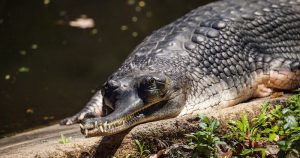 El gavial se enfrenta a muchas adversidades que la mantienen al borde de la extinción. Foto: Especial.
