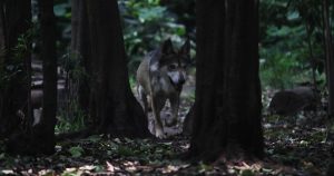 El lobo mexicano es una especie en peligro de extinción. Foto: María Joé Martínez, Cuartoscuro